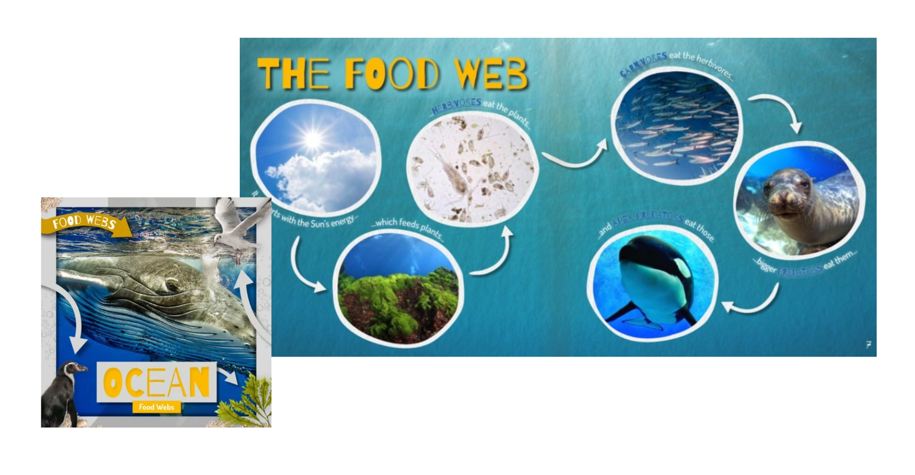 Ocean books for kids - Ocean food webs